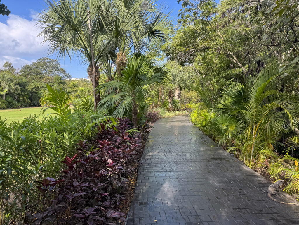 A brick-paved path curving between fan palms and dark red planting with the golf course beyond