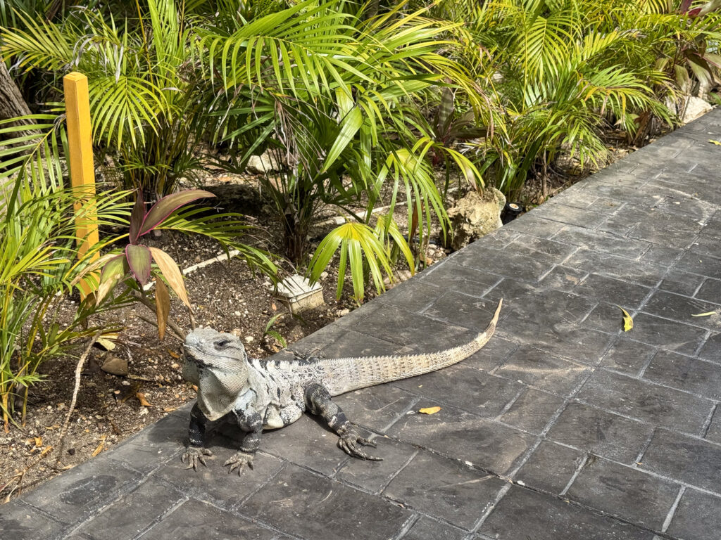 A large grey iguana sunning on a stamped-concrete path beside palm planting