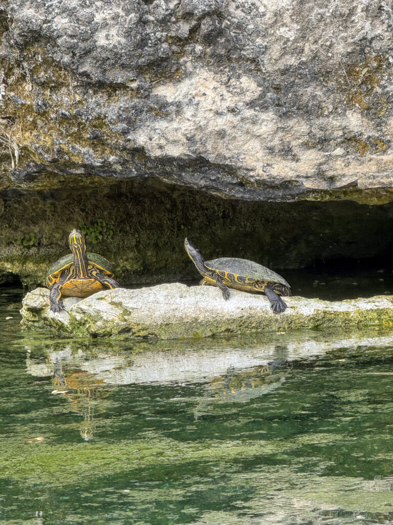 Two turtles hauled out on a limestone ledge beneath an overhanging rock at the water's edge