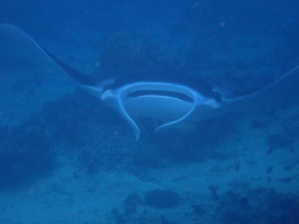 A manta ray gliding over the reef off Kokomo