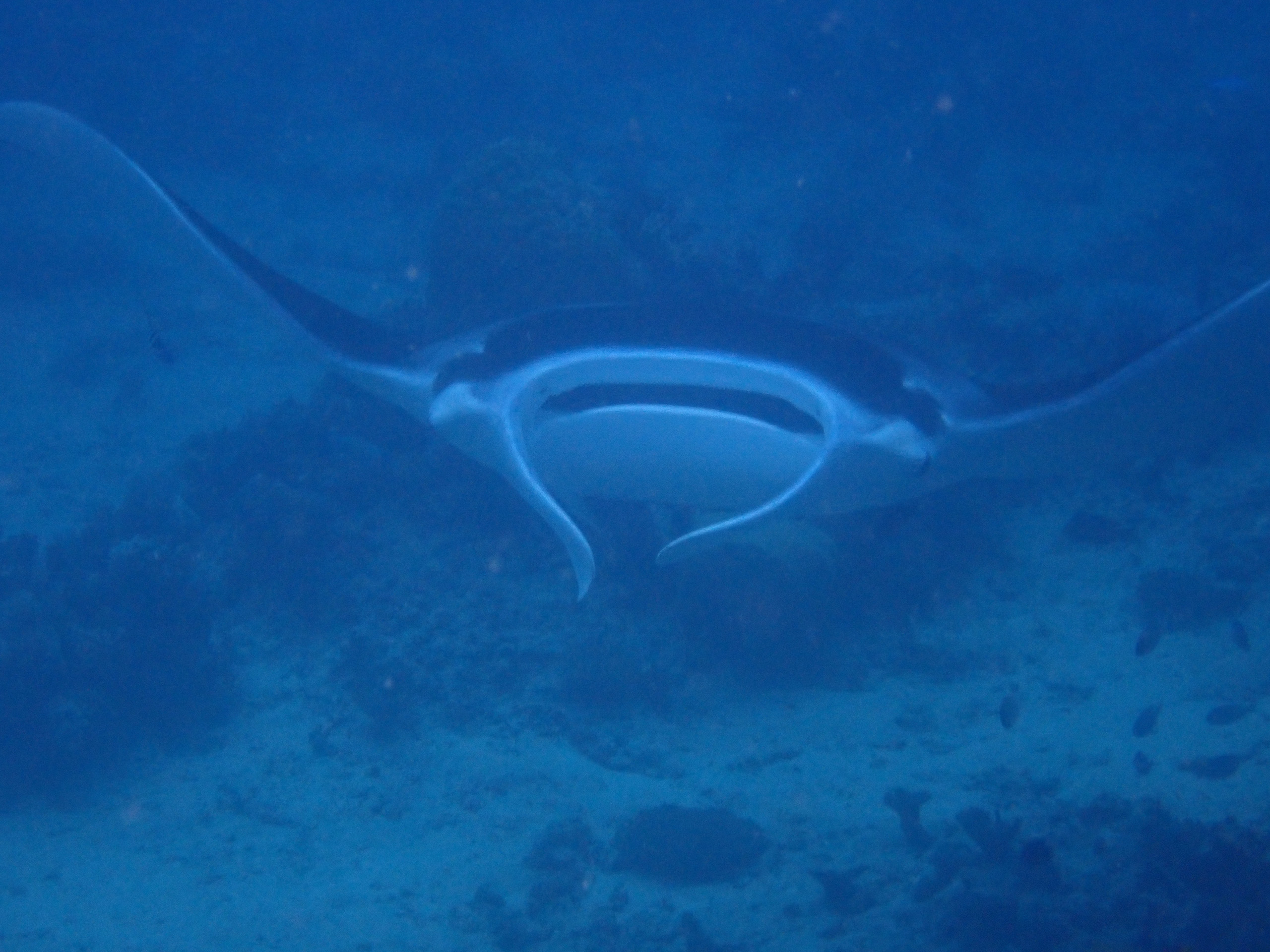 A manta ray gliding over the reef off Kokomo Private Island