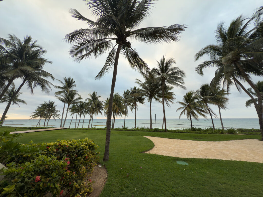 Palm lawn sea