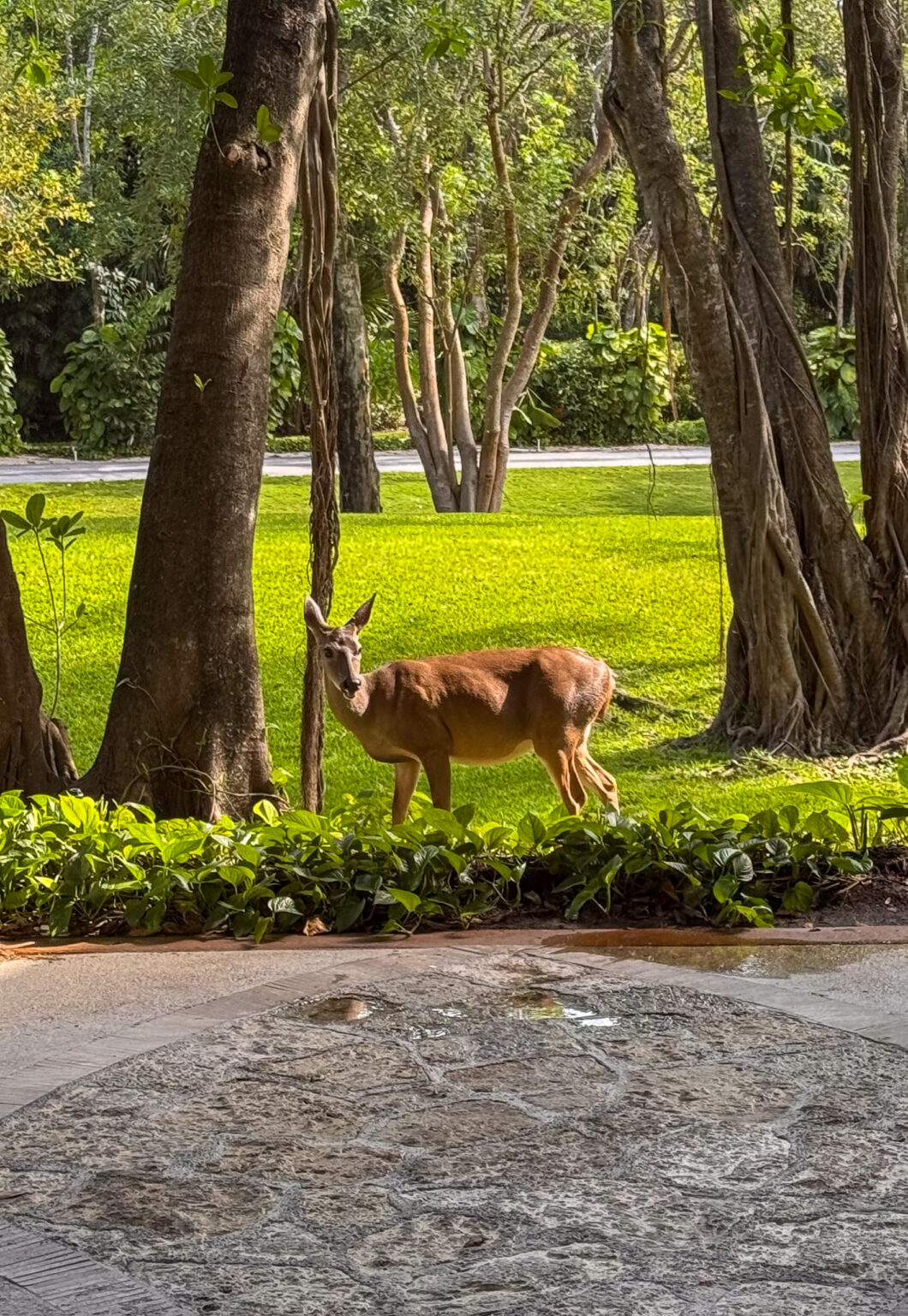 Deer grounds