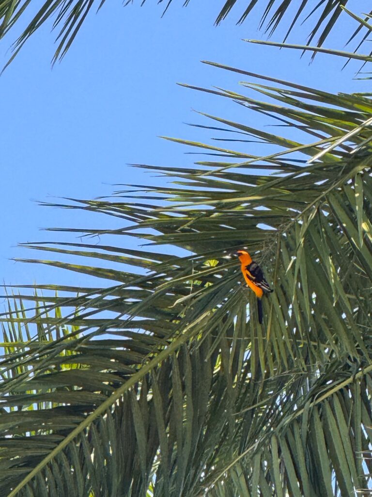 An orange and black oriole perched among palm fronds against a clear blue sky