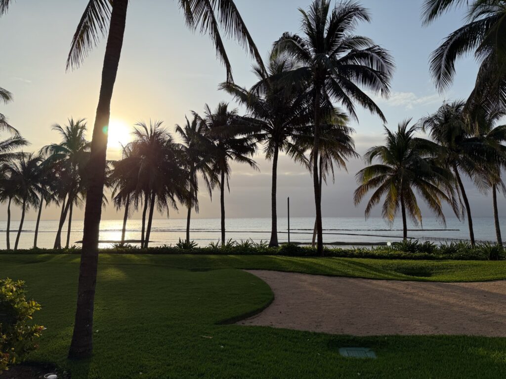 Sunrise through a stand of coconut palms over a lawn, the sea silver behind