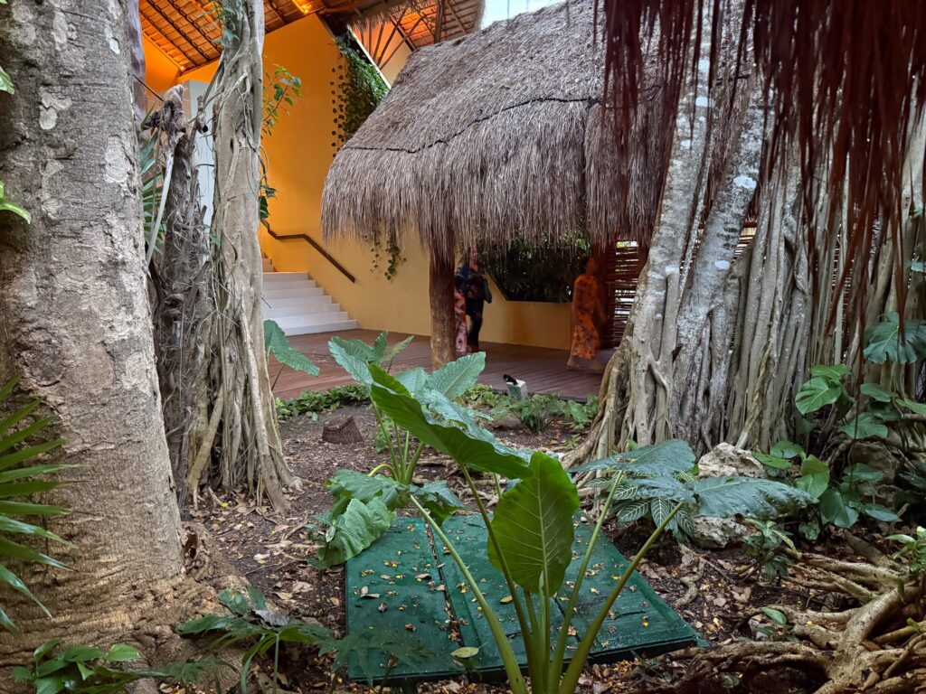 Thatched entrance pavilion and pale steps framed between huge banyan trunks and aerial roots