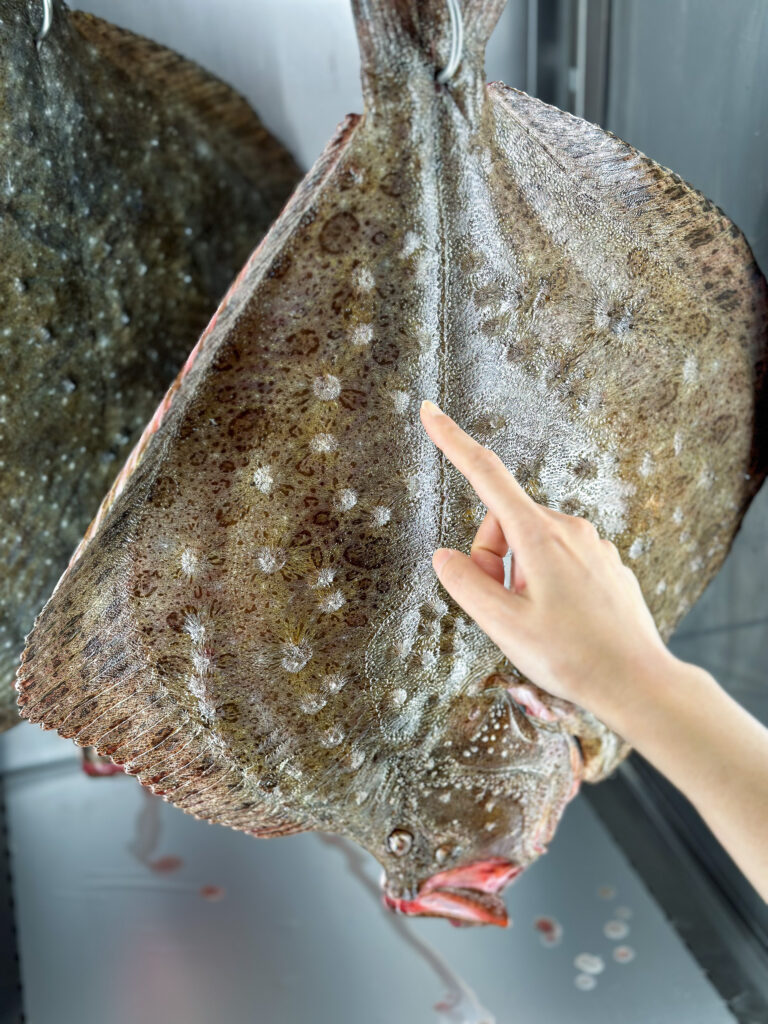 A hand pointing at a whole turbot hanging in the dry-ageing room, more flatfish behind it