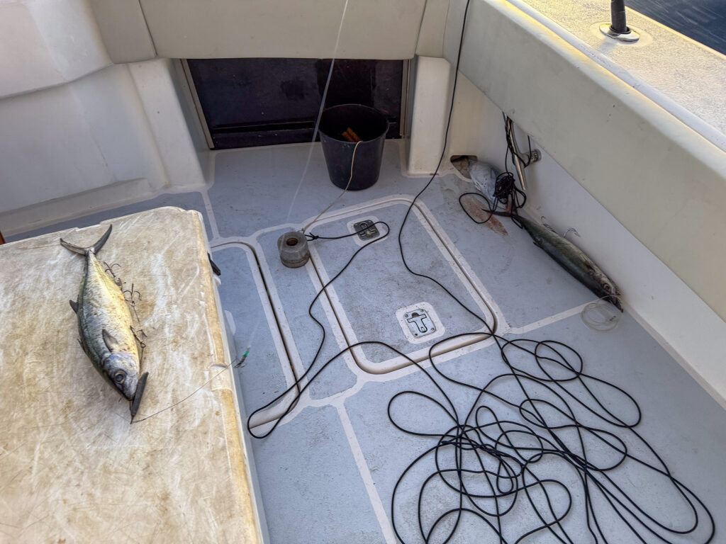 A fish on the deck beside the gear