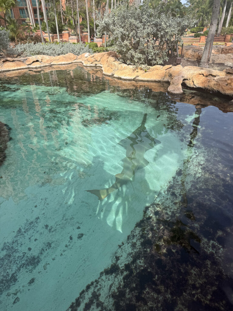 Clear water over the rock of a predator lagoon, dark shapes patrolling below