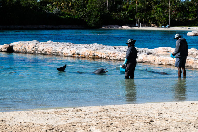 A trainer standing in the shallows at Dolphin Cay, two dolphins alongside
