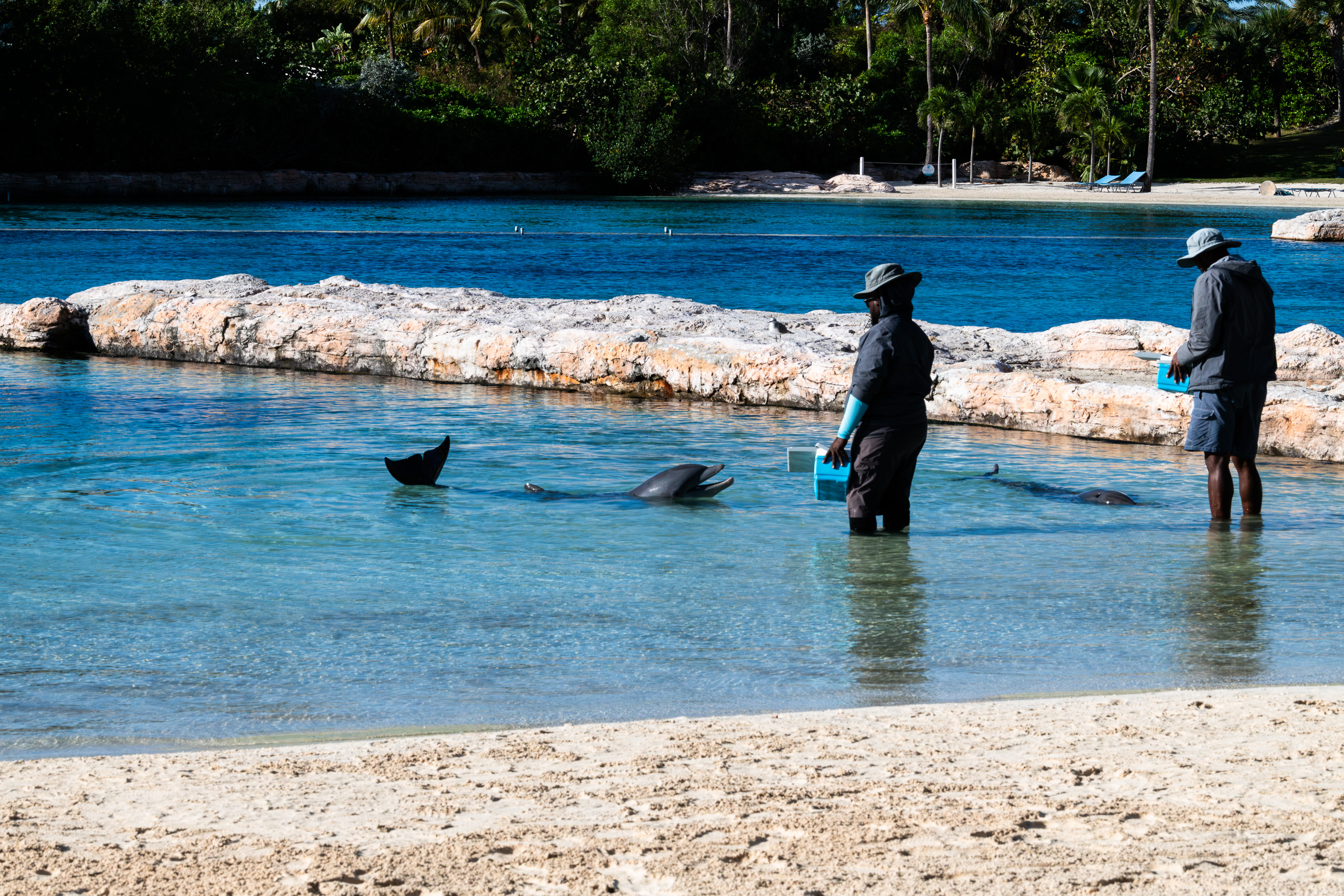 A trainer standing in the shallows at Dolphin Cay, two dolphins alongside