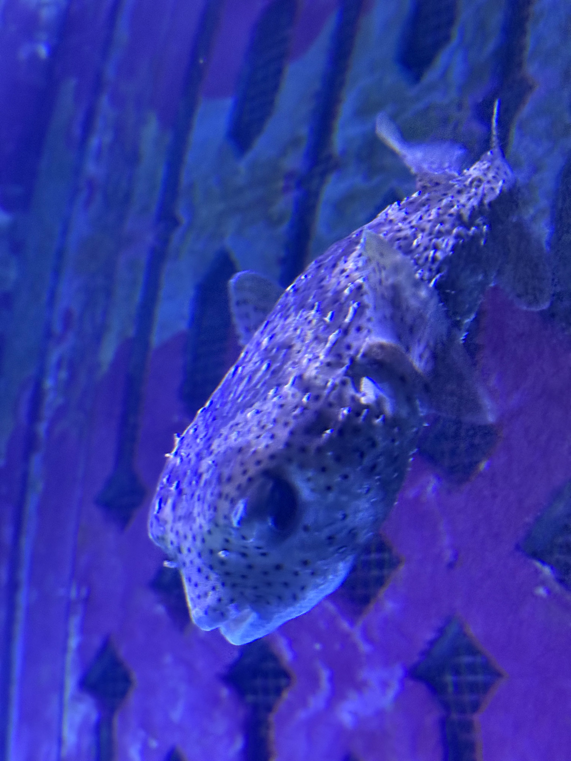 A fish under the violet light of the aquarium tunnels