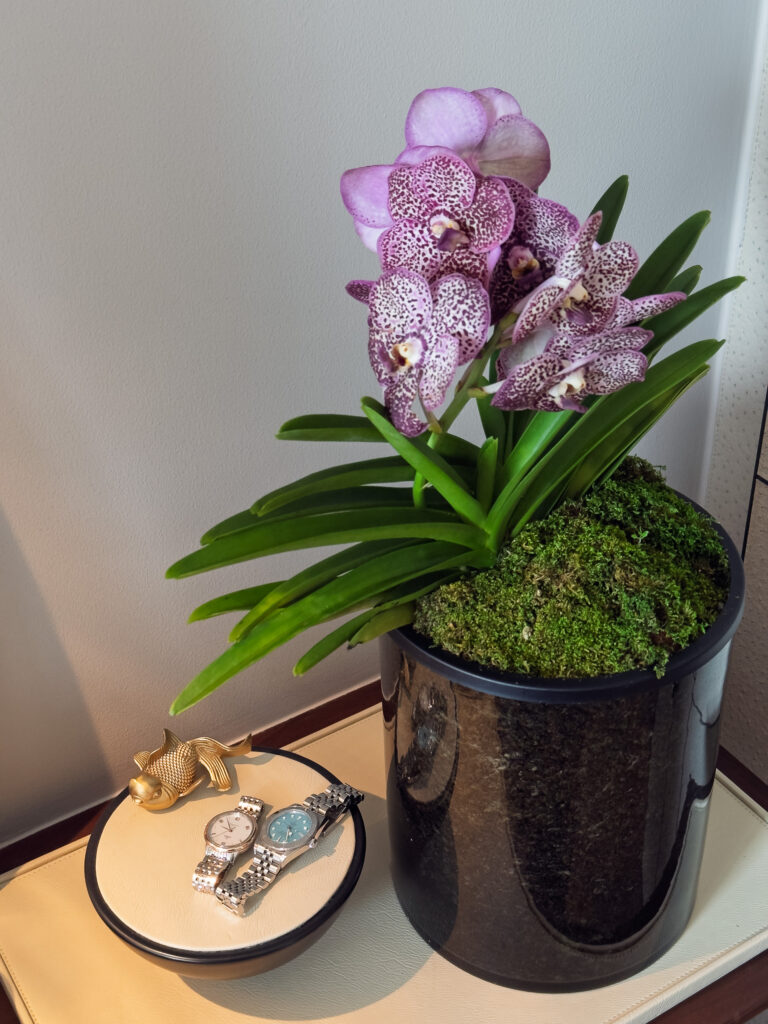 A spray of purple-spotted vanda orchids against a pale wall