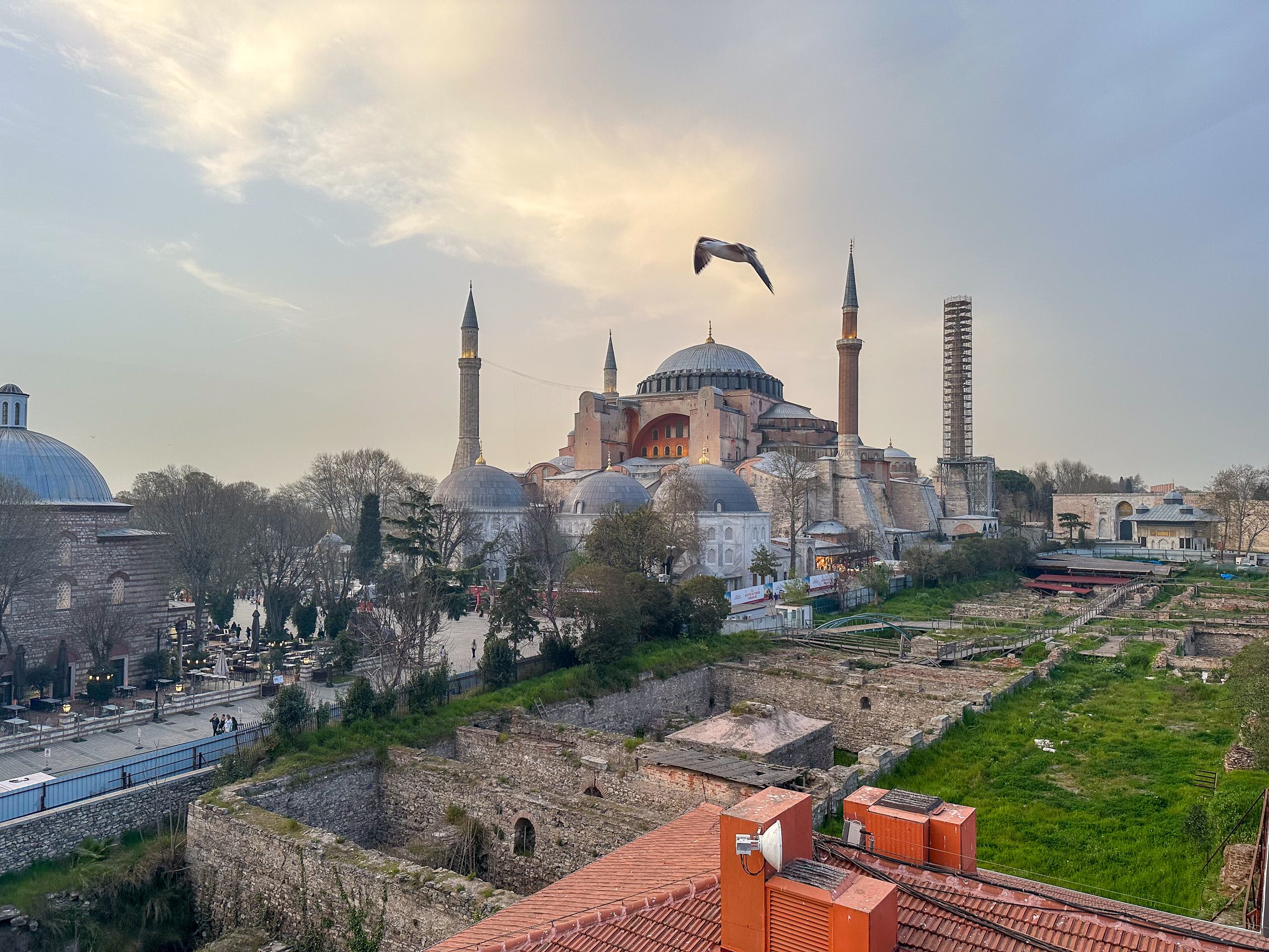 A gull crossing a pink dawn above the gardens, with Hagia Sophia at the left