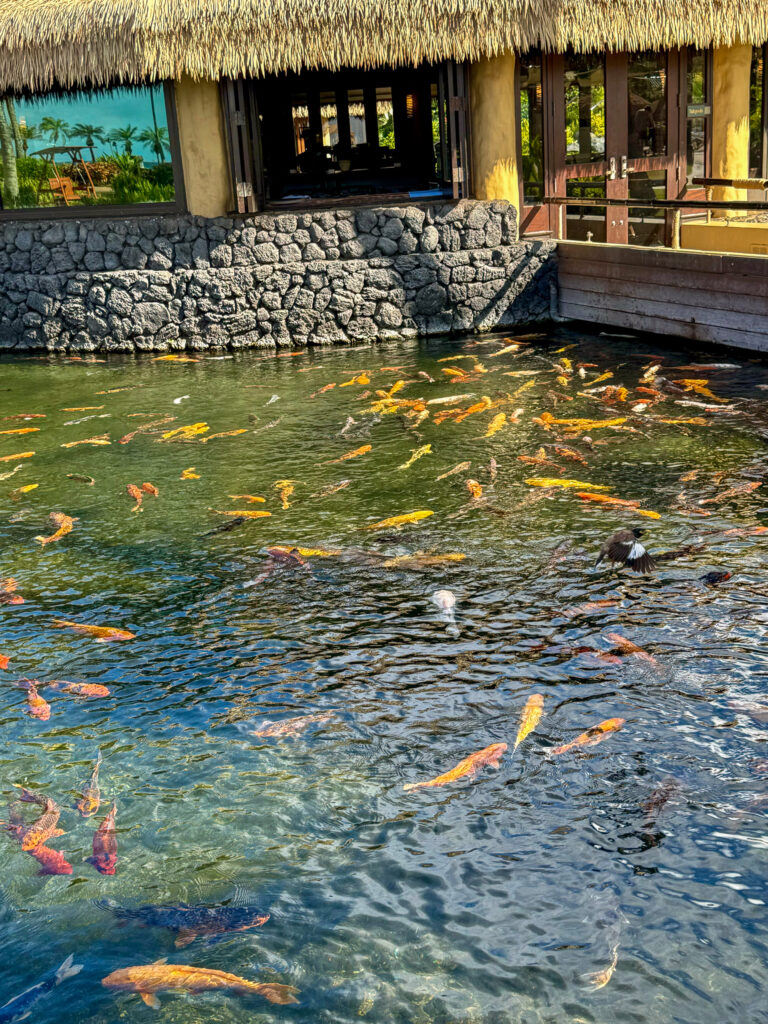Orange koi turning in the pond below the thatched roof
