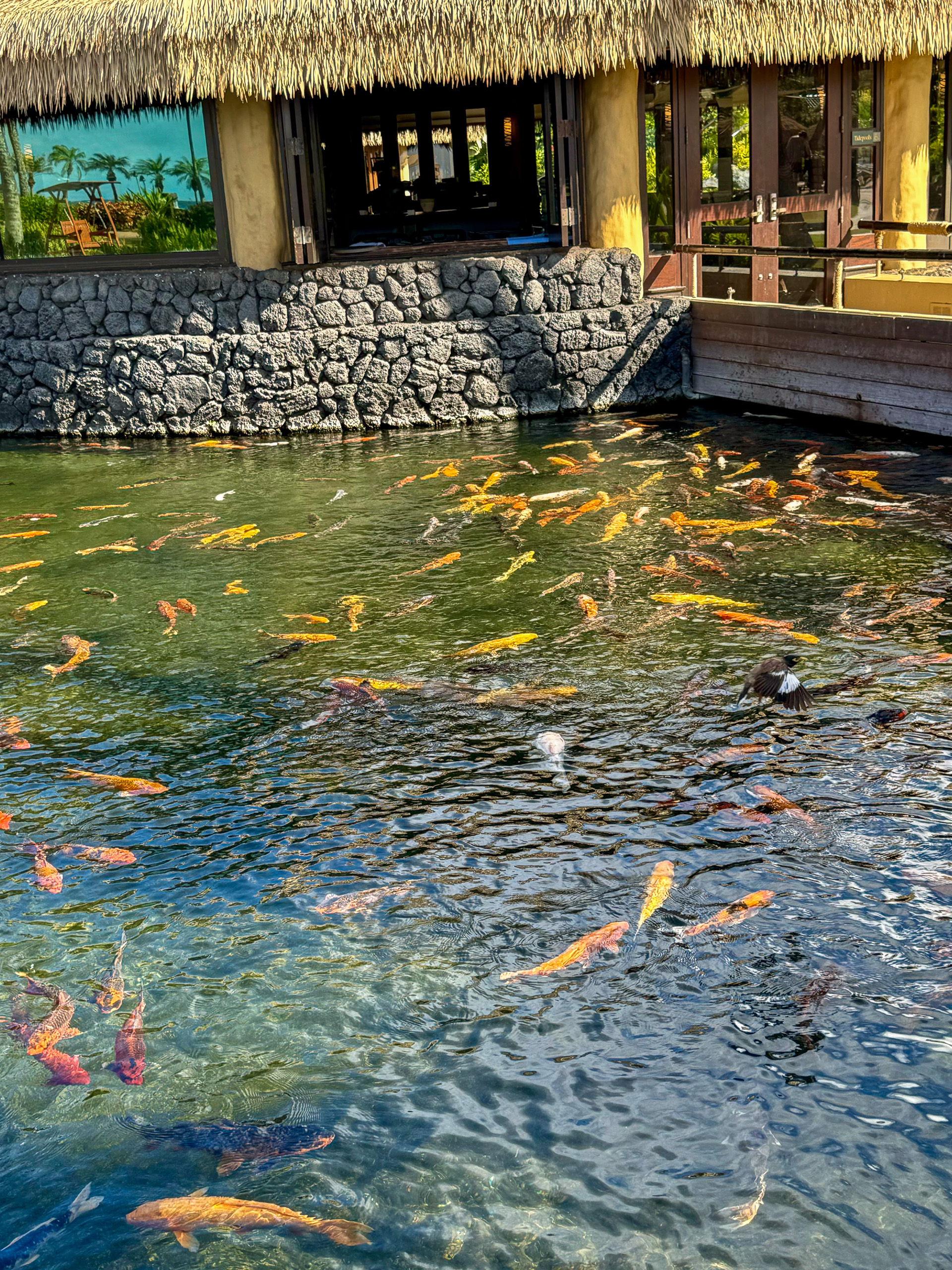 Orange koi turning in the pond below the thatched roof