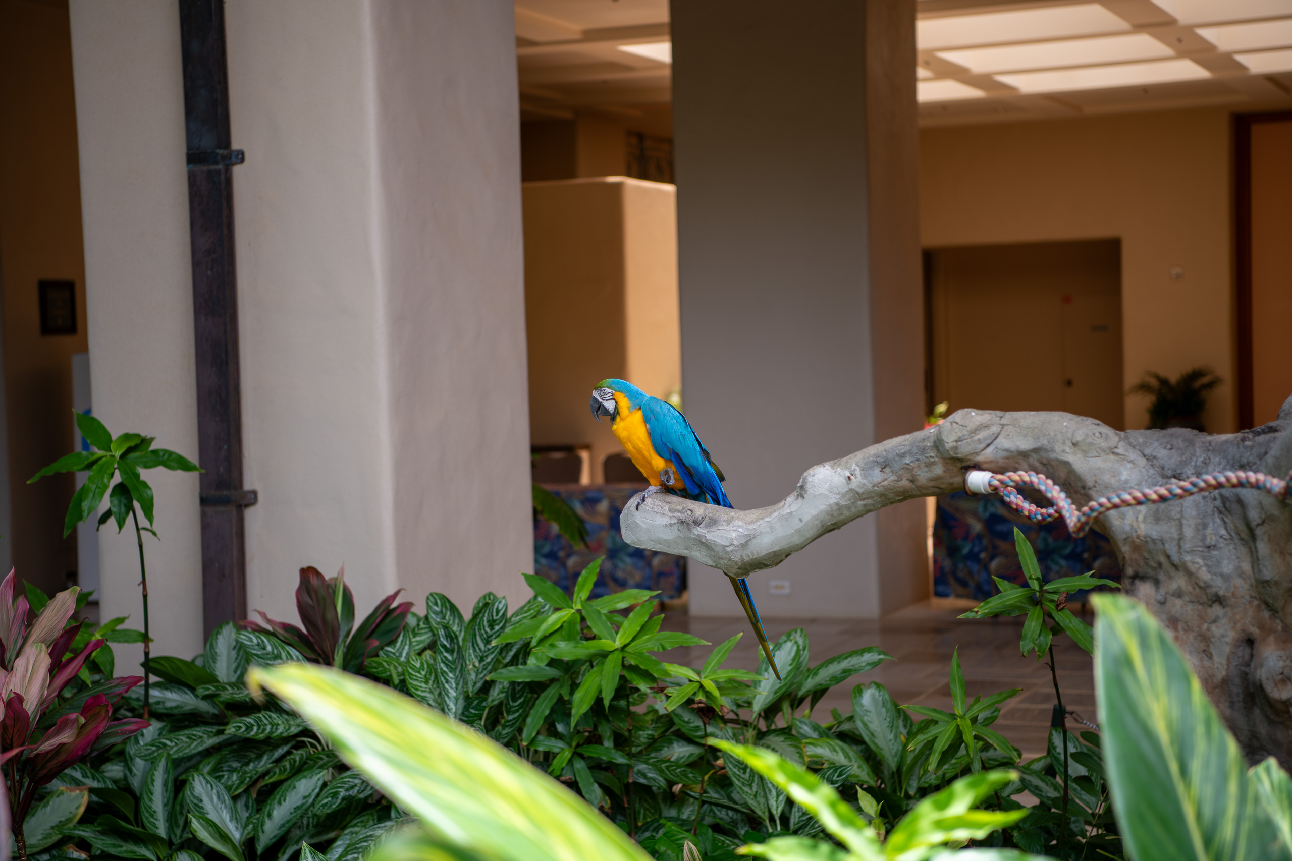 A blue and gold macaw on its perch above the lobby planting