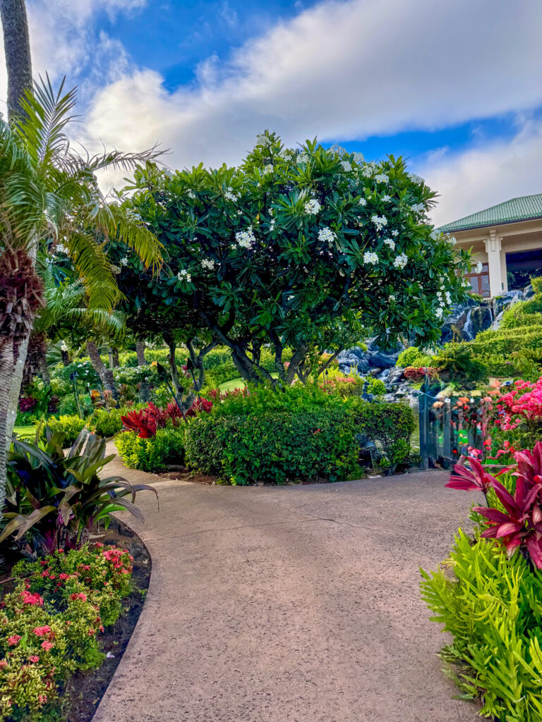 A path through flowering shrubs, lawn on one side and the building on the other