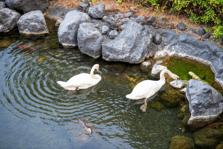A pair of swans on the rock-edged pond