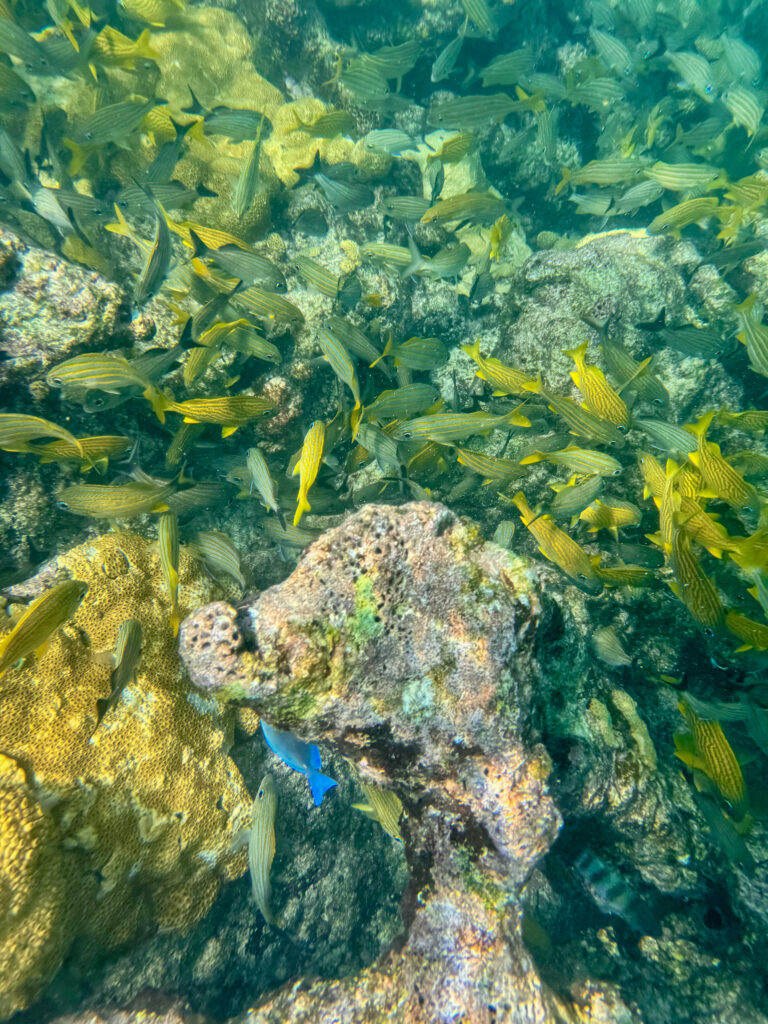 A school of snapper over the coral, snorkelling off the beach