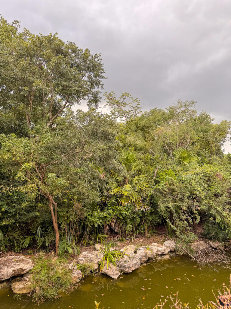 The mangrove and jungle behind the resort
