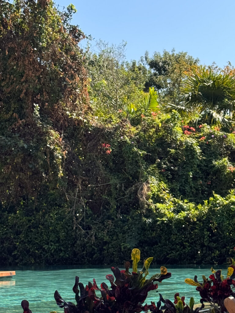 The pool with the jungle behind it