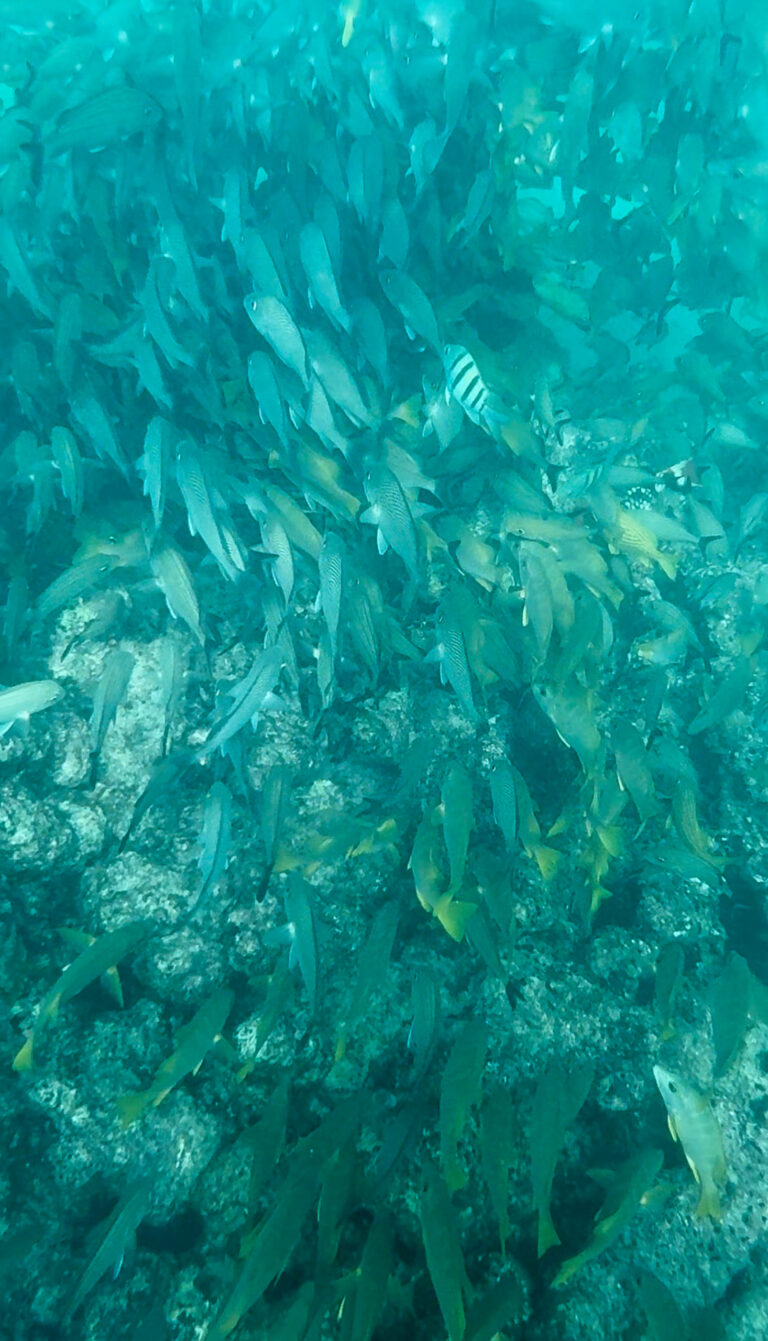 Turquoise water over seagrass