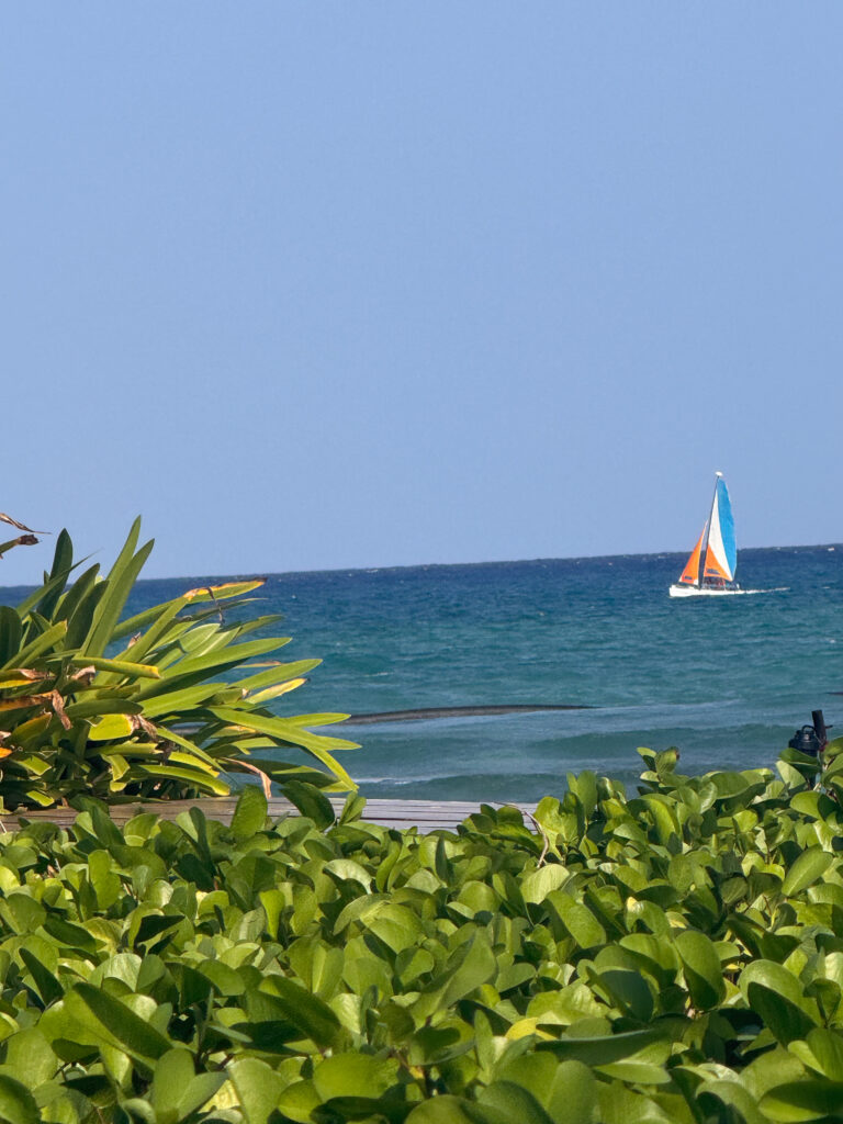 A sail out beyond the sea grape
