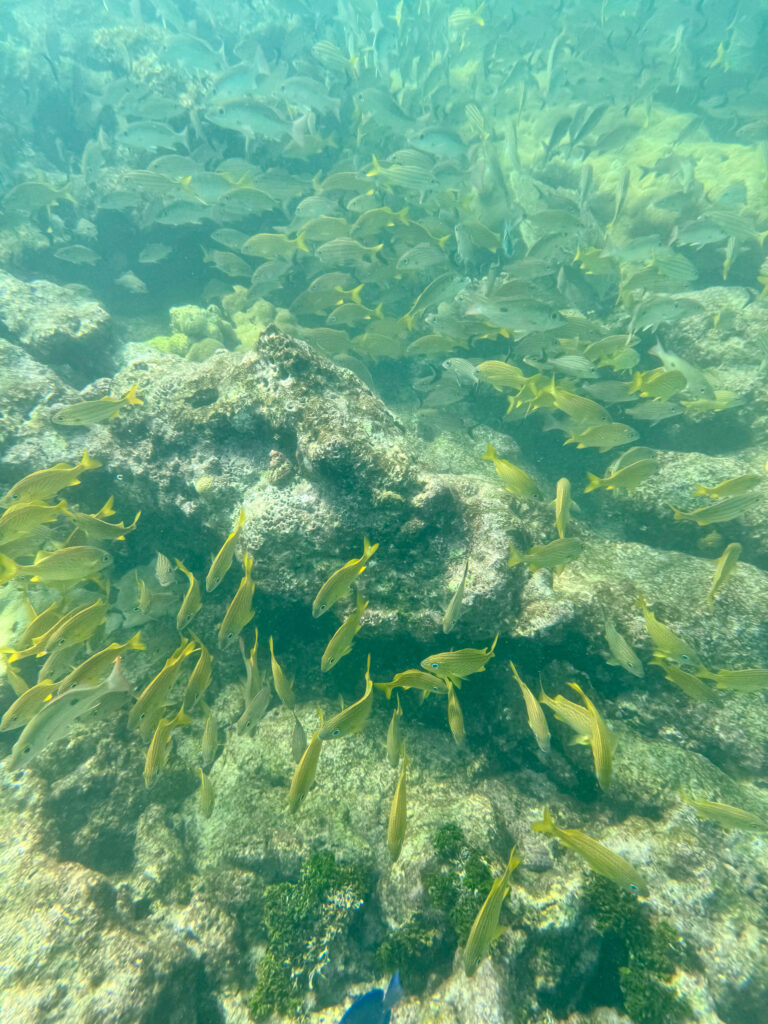 Clear water over the seagrass
