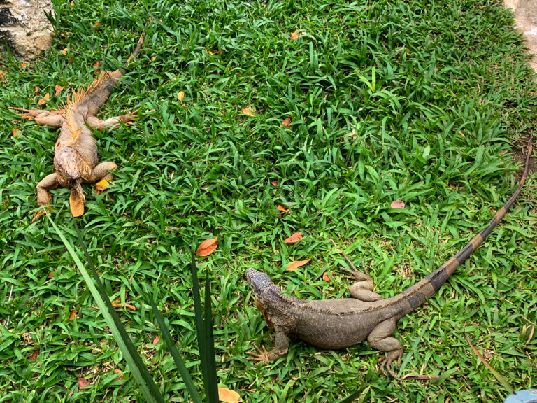 An iguana stretched out on the grass in the sun