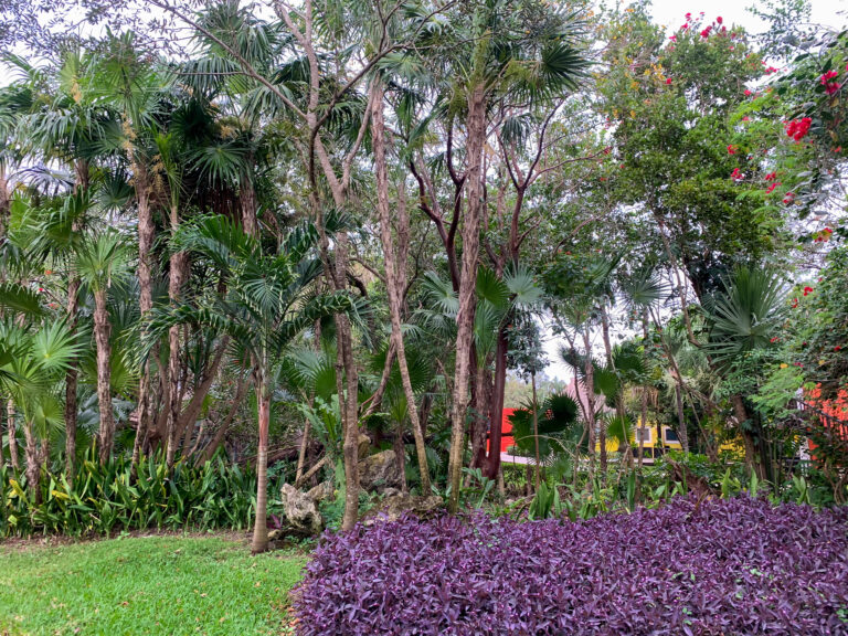 A planted path running between palms, purple bougainvillea banked along it