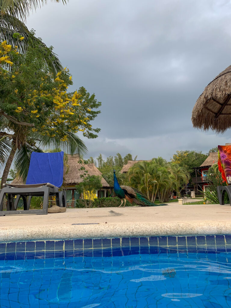 A thatched palapa at the edge of the pool, the water very blue