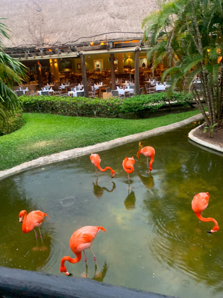 Flamingos standing in a shallow pond beside the restaurant terrace