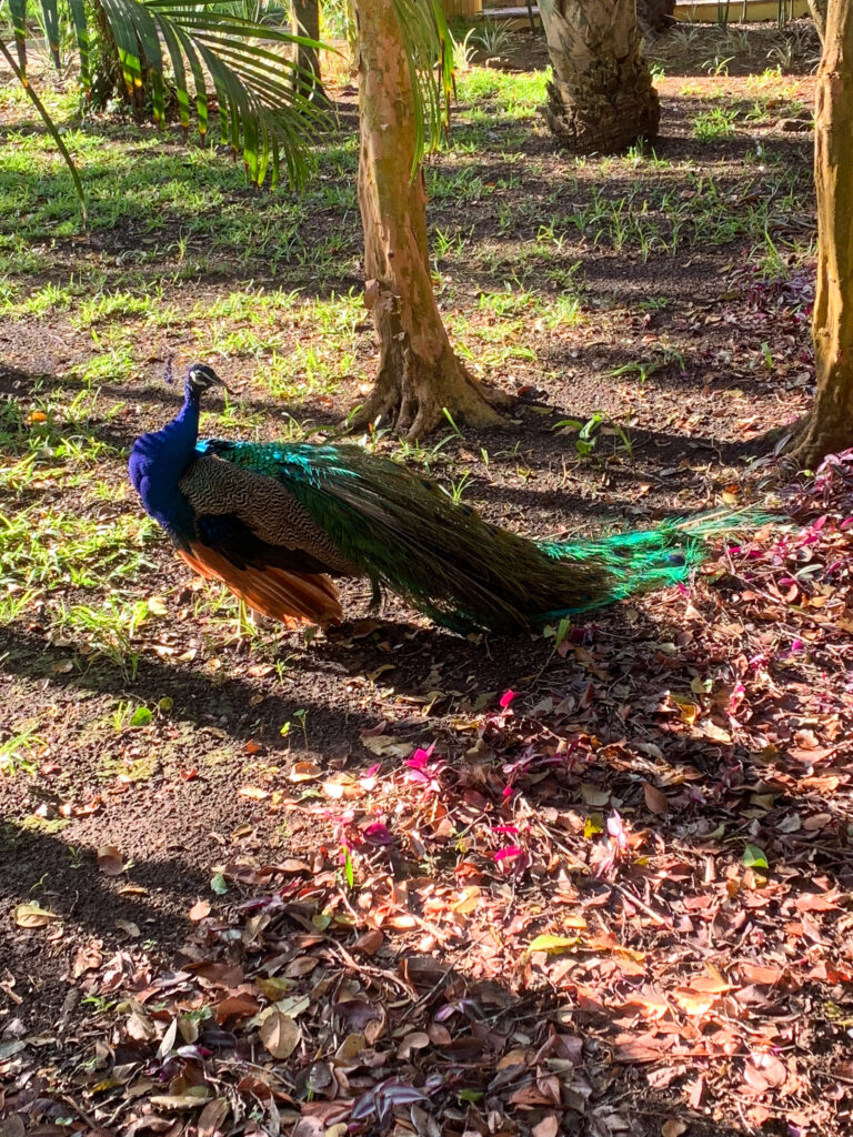A peacock picking its way through dappled shade under the trees