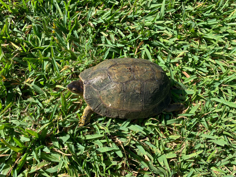 A turtle crossing a patch of grass in the sun