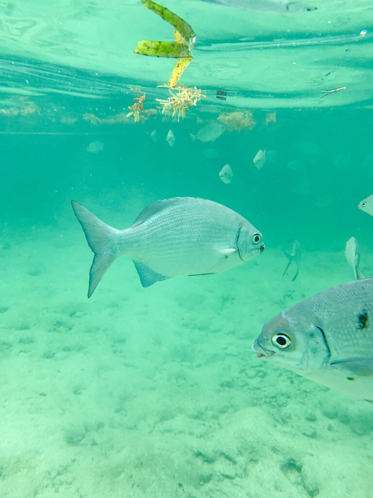 A single fish turning in clear green water, close to the lens