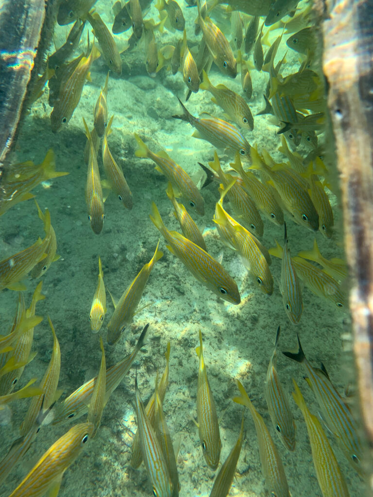 A shoal of yellow-striped fish moving through shallow water