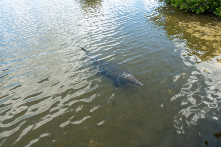 A large fish holding station in shallow water at the edge of the mangroves