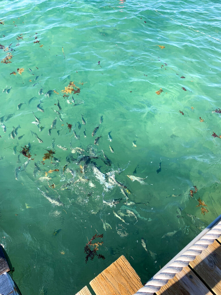 Fish gathered in clear water in the shade of the pier's timbers