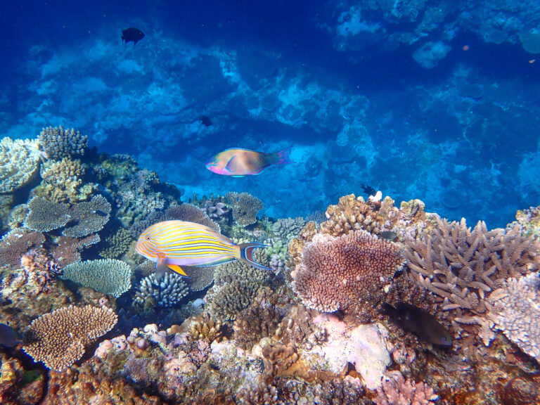 Coral and fish on the reef