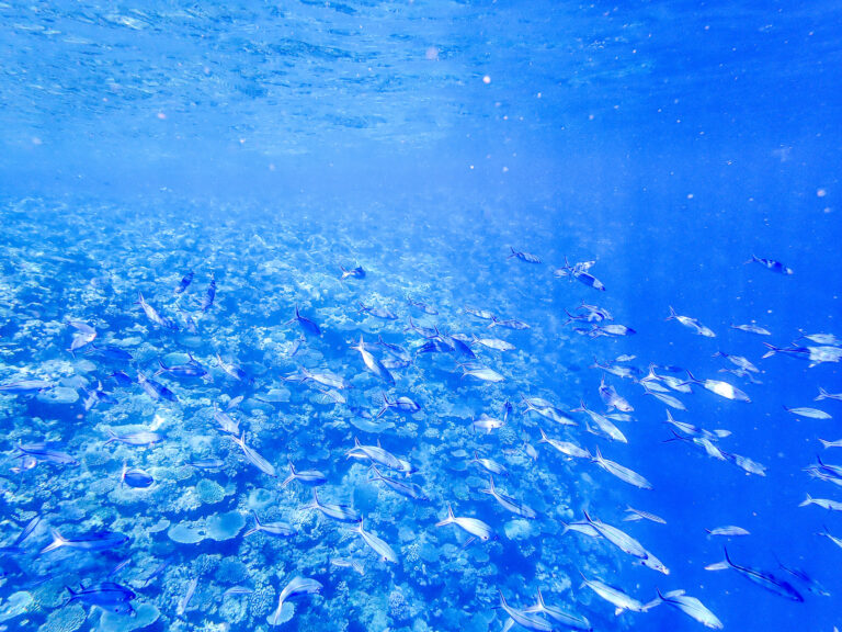 A school of fish in the blue