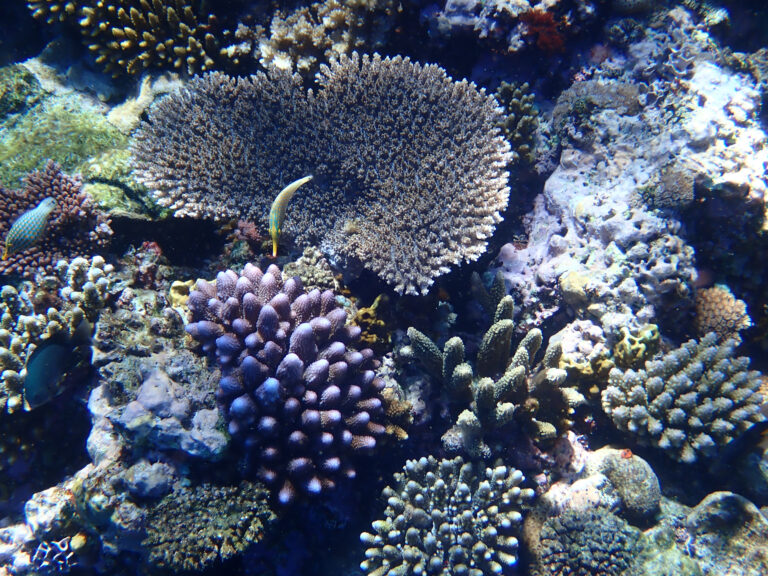Hard coral in the shallows