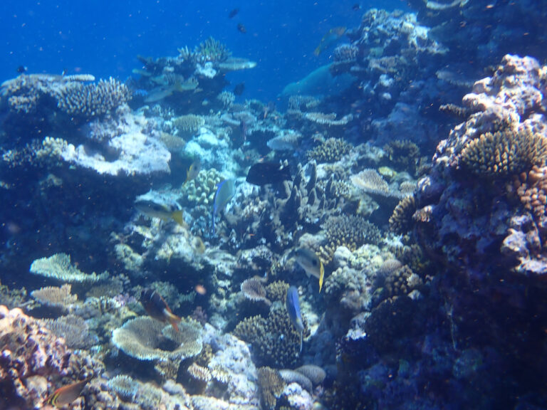 The edge of the reef dropping away