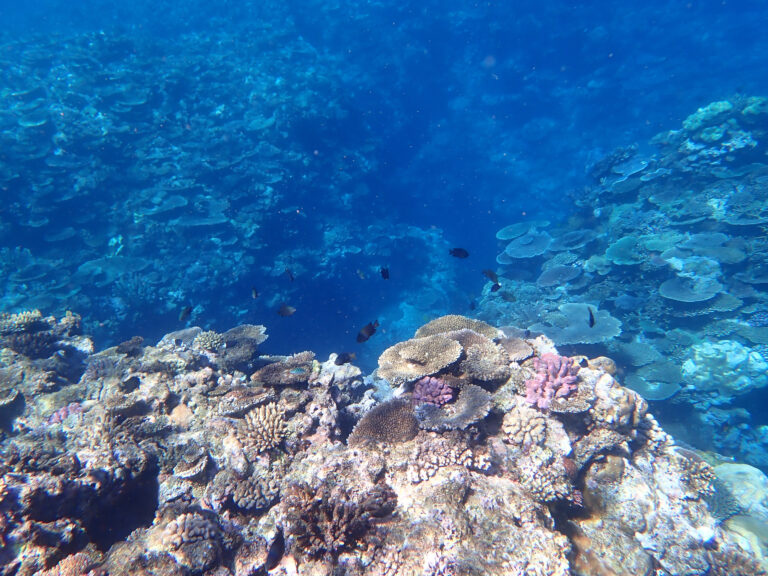 Coral heads over sand