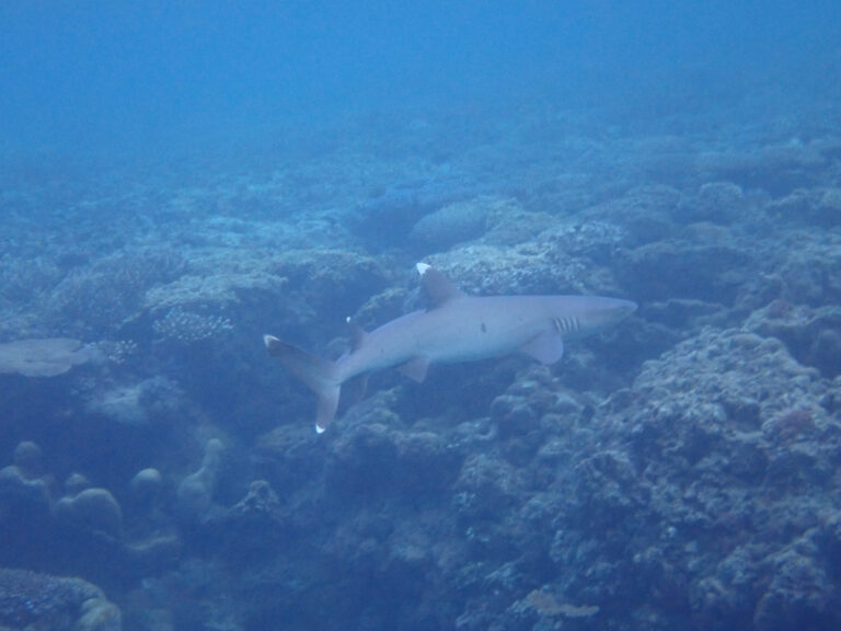 A reef shark over the sand