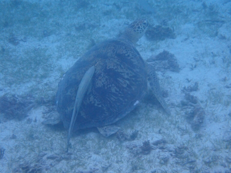 A turtle over the reef