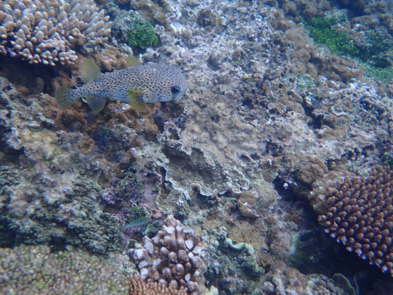 Coral and small fish in the shallows