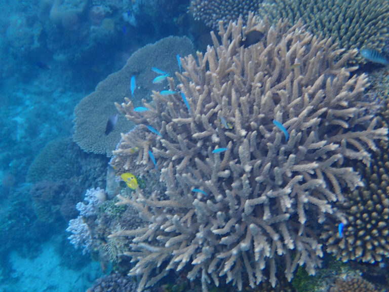 A stand of staghorn coral