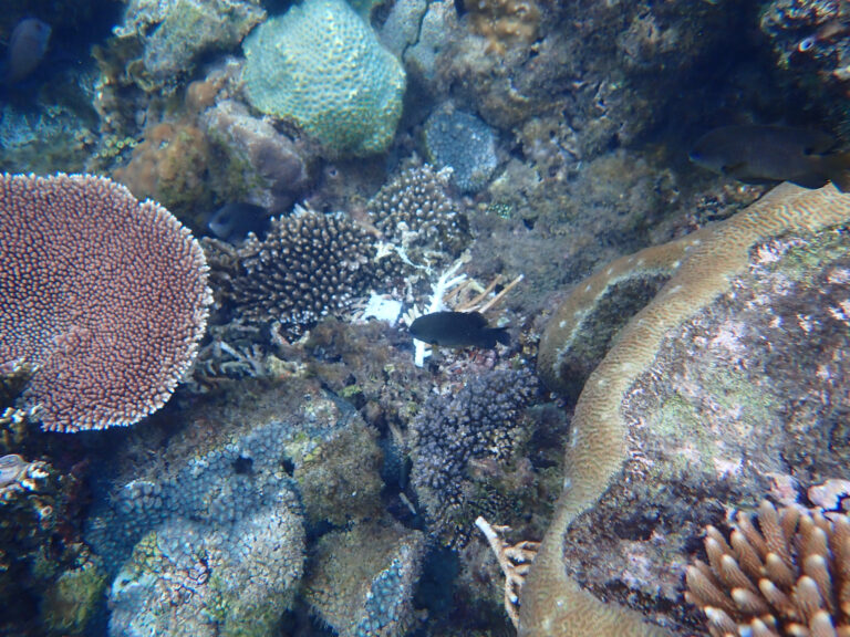 Colour on the reef in the shallows