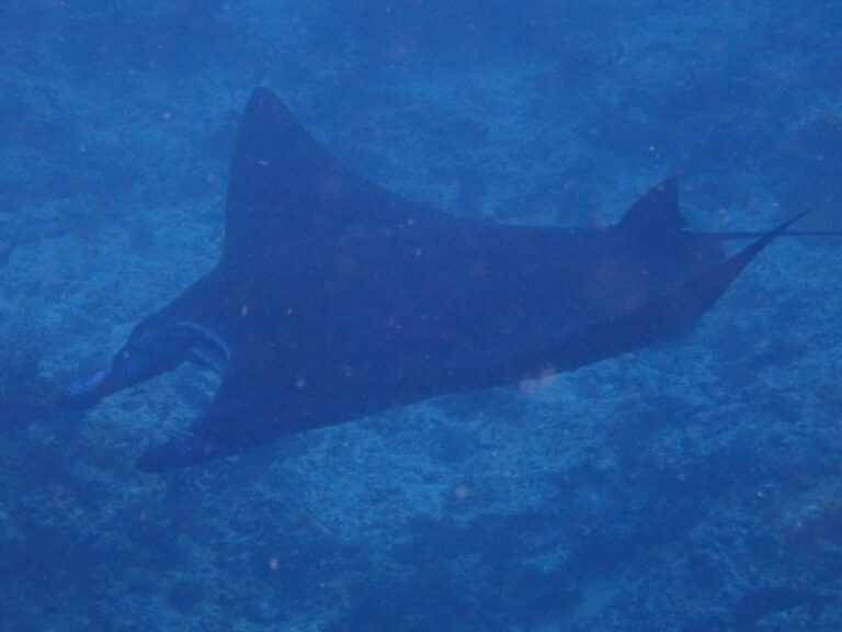 A manta ray passing in the blue